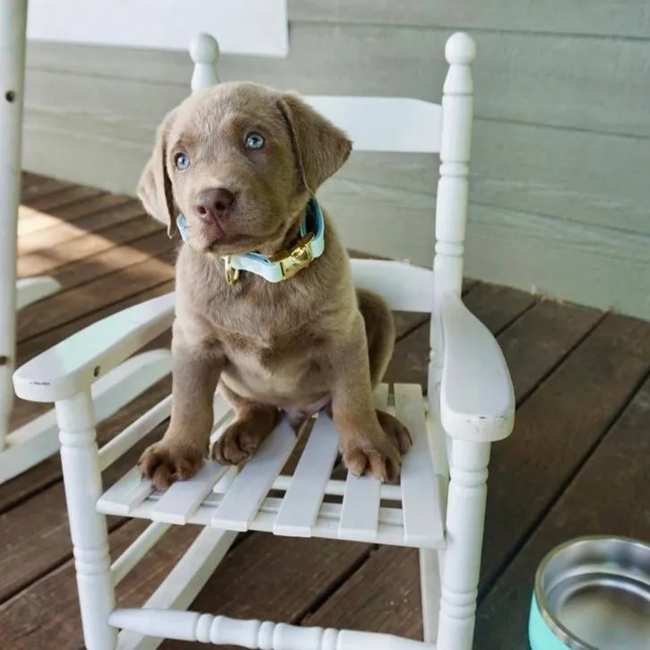 Baby Blue Collar