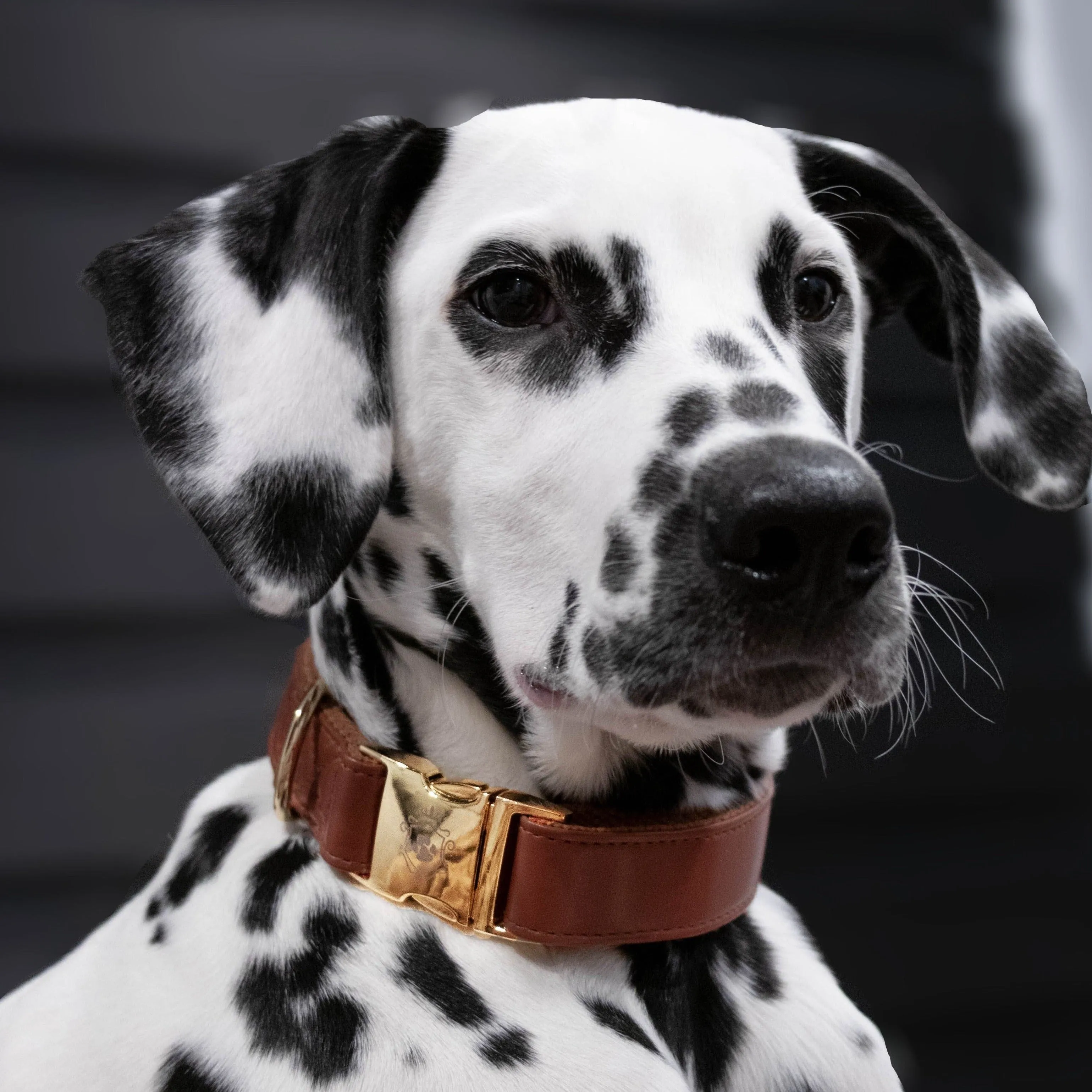 Calvados Collar