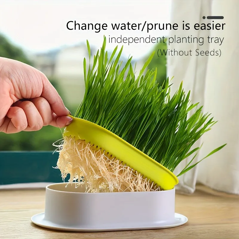 Hydroponic Cat Grass Pot Boost Digestion  Health Seedsfree