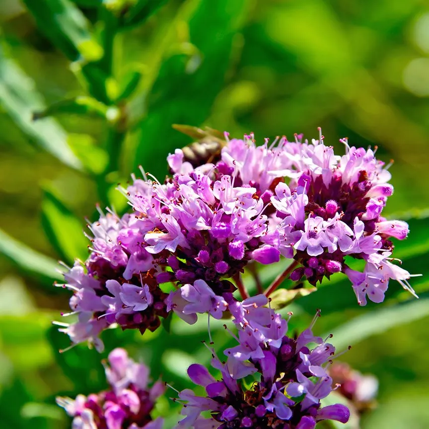 Oregano Essential Oil