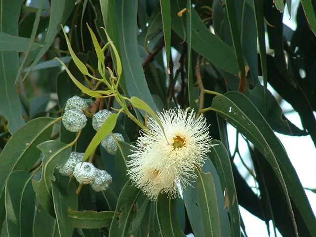 Pure Organic Eucalyptus Essential Oil - Imported From Australia