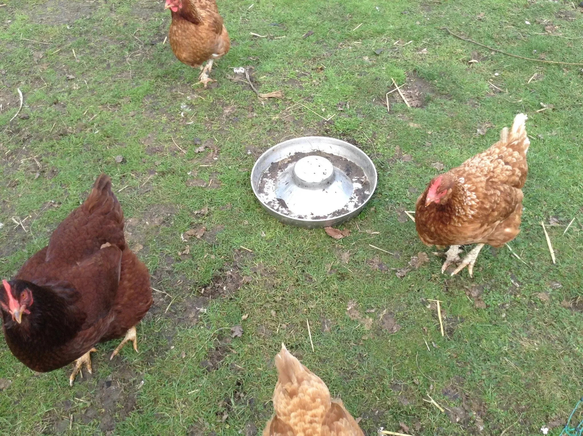 Stainless Steel Feeding Bowl - Puppy/poultry (Various Sizes)